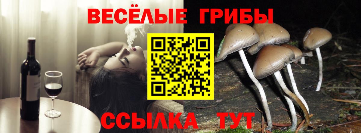 Псилоцибиновые грибы Psilocybe Богородицк